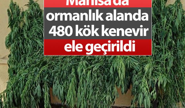 Manisa’da ormanlık alanda 480 kök kenevir ele geçirildi