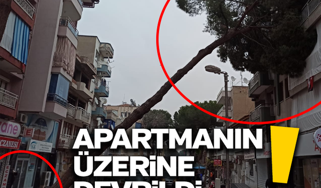 Asırlık çam ağacı apartmanın üzerine devrildi