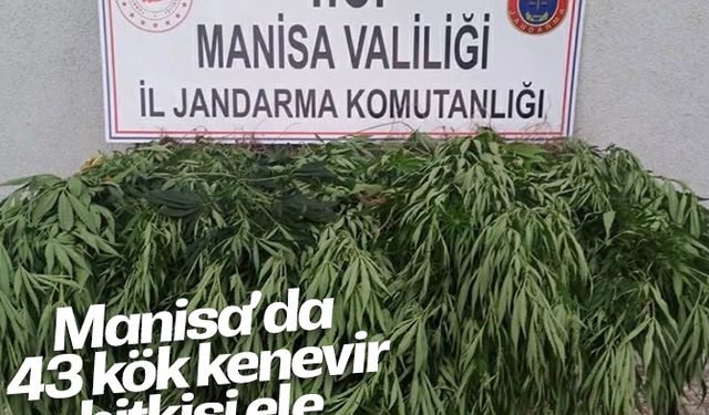 Manisa’da 43 kök kenevir bitkisi ele geçirildi