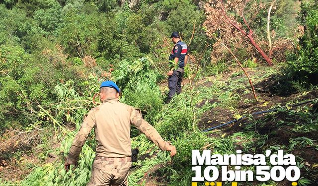 Manisa’da 10 bin 500 kök kenevir ele geçirildi