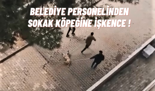 Ahmetli Belediyesi personelinden sokak köpeğine işkence