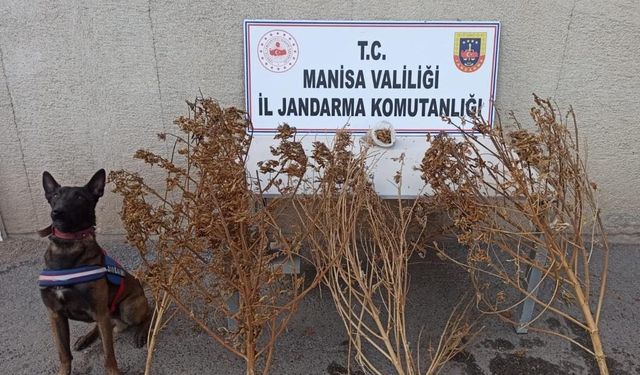 Manisa'nın Akhisar ilçesinde toprağa gömülü kumar esrar bulundu