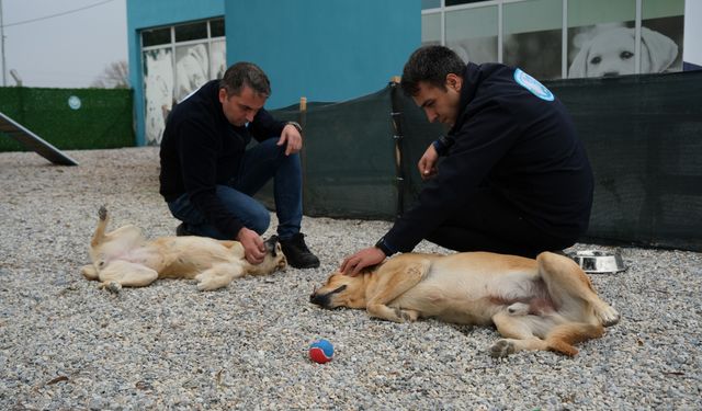 Şiddet mağduru köpeklere müzikle terapi