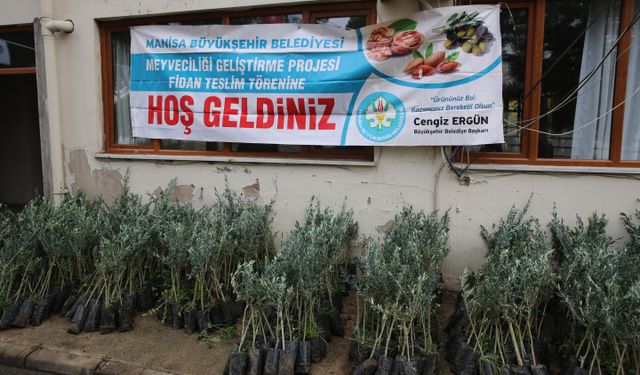 Salihli’de 6 bin 480 zeytin fidanı üreticilere teslim edildi