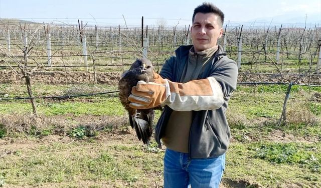 Salihli'de yaralı bulunan şahin tedavi altına alındı