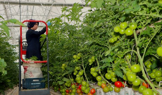 Manisa Kula'da jeotermal enerjinin kullanıldığı ilk serada domates hasadı yapıldı