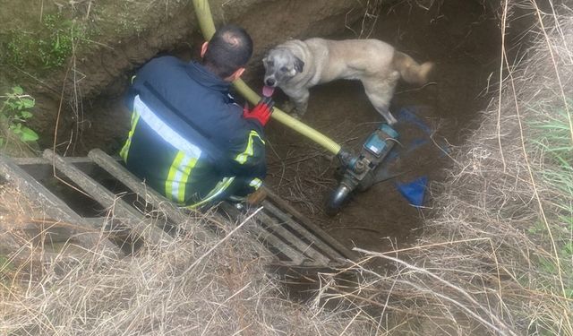 Salihli'de tahliye havuzuna düşen köpek kurtarıldı