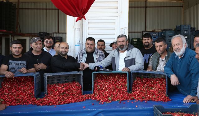 Erkenci kiraz üretim merkezi Manisa'da sezonun ilk hasadı yapıldı