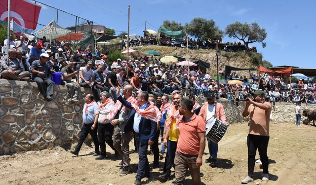 Germencik'te boğa güreşi festivali yapıldı