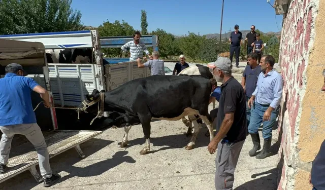 Rotary’den depremzede ailelere gebe düve yardımı