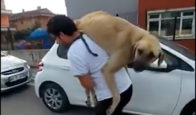 İzmir'de sokak köpeğini sırtında taşıyarak veterinere yetiştirdi