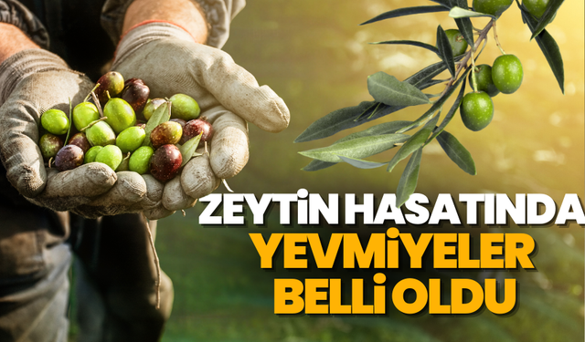 Manisa’da zeytin hasat yevmiyeleri belli oldu