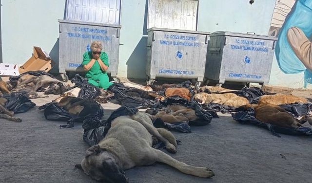 Gebze’de Sokak Hayvanlarına Katliam: 43 Kedi ve Köpek Öldürüldü, Tepkiler Çığ Gibi Büyüyor