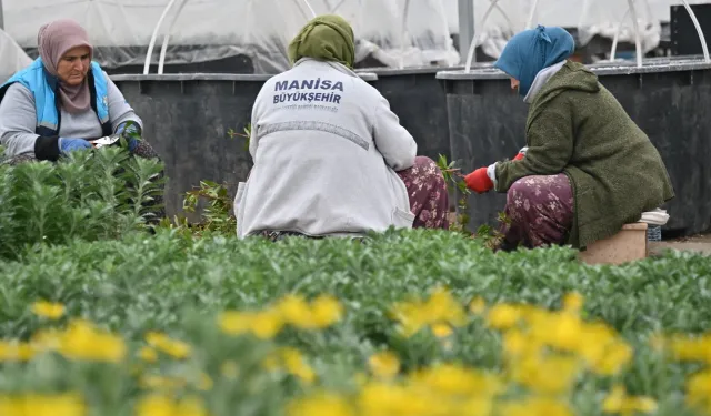 Manisa düşük su tüketimi olan bitkilerle güzelleştiriliyor