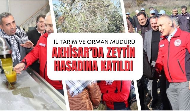 İl Tarım ve Orman Müdürü Öztürk Akhisar’da Zeytin Hasadına Katıldı