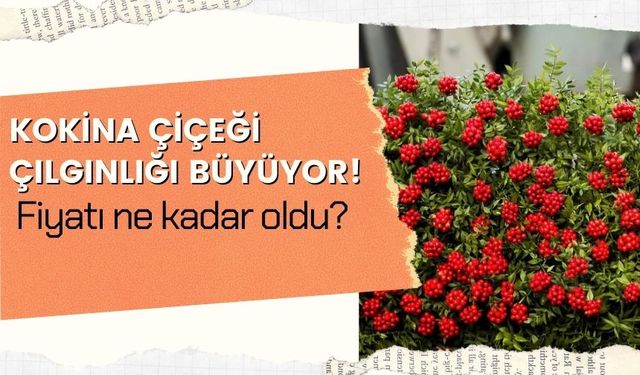 Kokina Çiçeği, çılgınlığı büyüyor! Fiyatı ne kadar oldu?