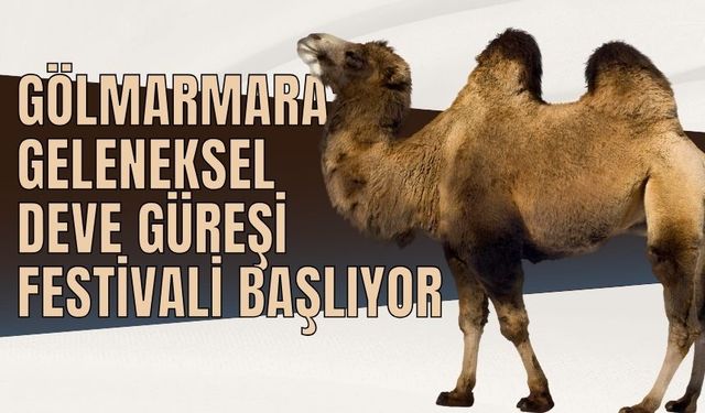 Gölmarmara'da Geleneksel Deve Güreşi Festivali 19 Ocak'ta Başlıyor