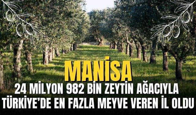 Manisa, 24 Milyon 982 Bin Zeytin Ağacıyla Türkiye’de En Fazla Meyve Veren İl Oldu