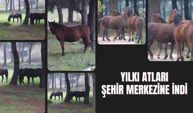 75. Yıl Mahallesi’nde atlar görüldü!