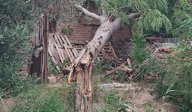 Şehzadeler Belediyesin ’den devrilen ağaçlara anında müdahale