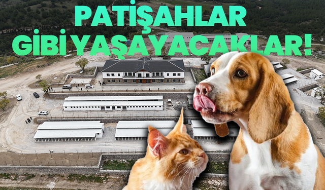 Hayvan yaşam merkezi açılıyor