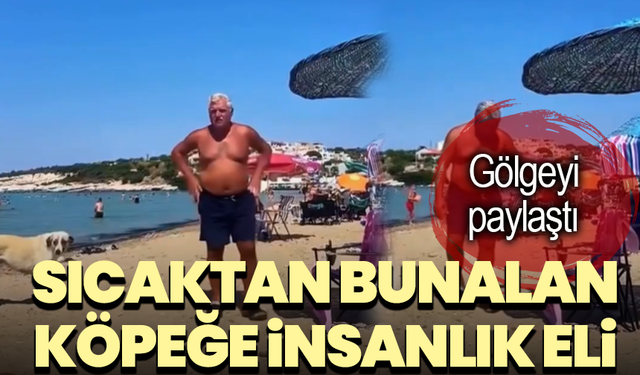 Sıcaktan bunalan köpeğe insanlık eli: Gölgeyi paylaştı