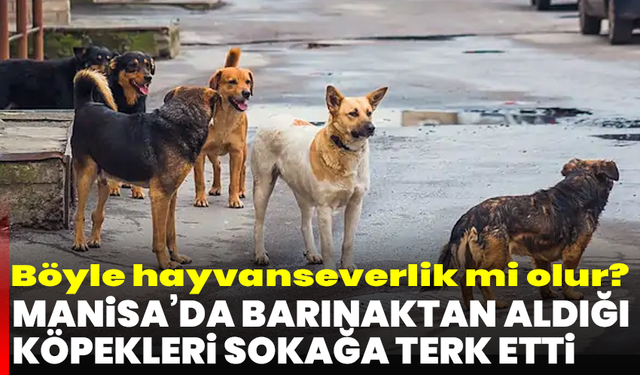 Böyle hayvanseverlik mi olur? Manisa’da barınaktan aldığı köpekleri sokağa terk etti