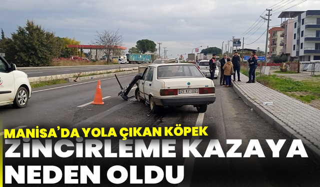 Yola çıkan köpek zincirleme kazaya neden oldu