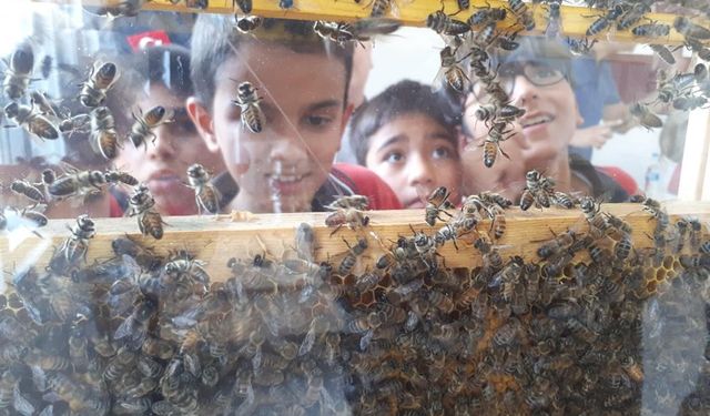 Manisa’da minikler arıların büyülü dünyasını keşfetti