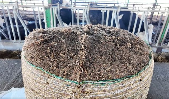 Su tasarrufu sağlayan sorgum otu Saruhanlı’da üreticinin tercihi oldu