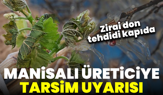 Zirai don tehdidi kapıda: Manisalı üreticiye TARSİM uyarısı