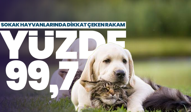 Türkiye’de sokak hayvanlarının yüzde 99,7’si toplandı