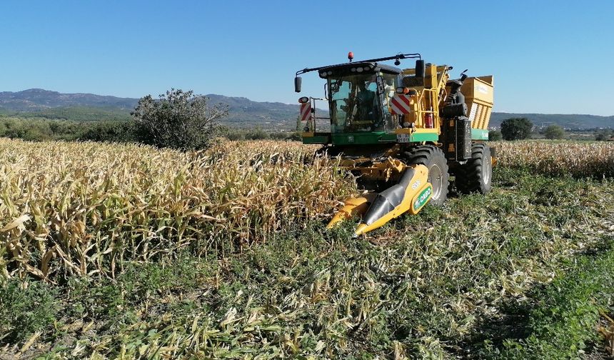 Manisa’nın Kırkağaç ilçesinde ilk kez ekilen tohumluk mısırda 12 bin ton rekolte bekleniyor