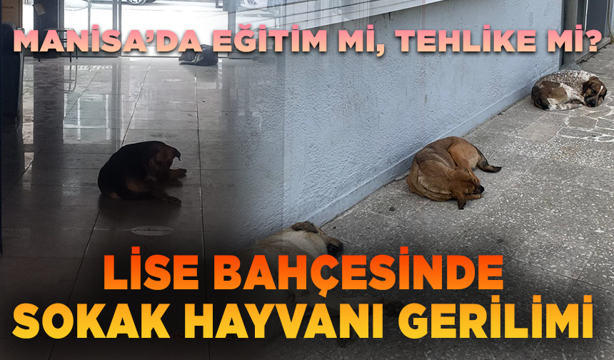 Manisa’da Eğitim Mi, Tehlike Mi? Lise Bahçesinde Sokak Hayvanı Gerilimi