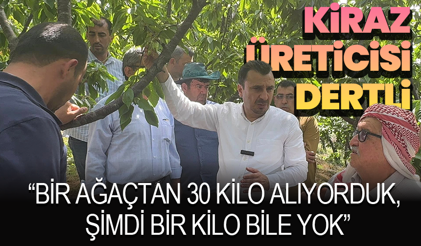 Kiraz Üreticisi Zirai Donun Ardından Dertli: “Bir Ağaçtan 30 Kilo Alıyorduk, Şimdi Bir Kilo Bile Yok”