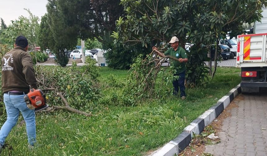 Fırtınanın Zarar Verdiği Ağaçlar Kaldırıldı