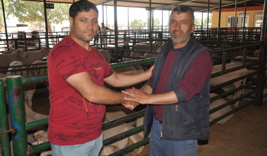 Kurban fiyatları cep yakıyor: Manisa’da kurbanlık fiyatları 35 bin liraya kadar dayandı