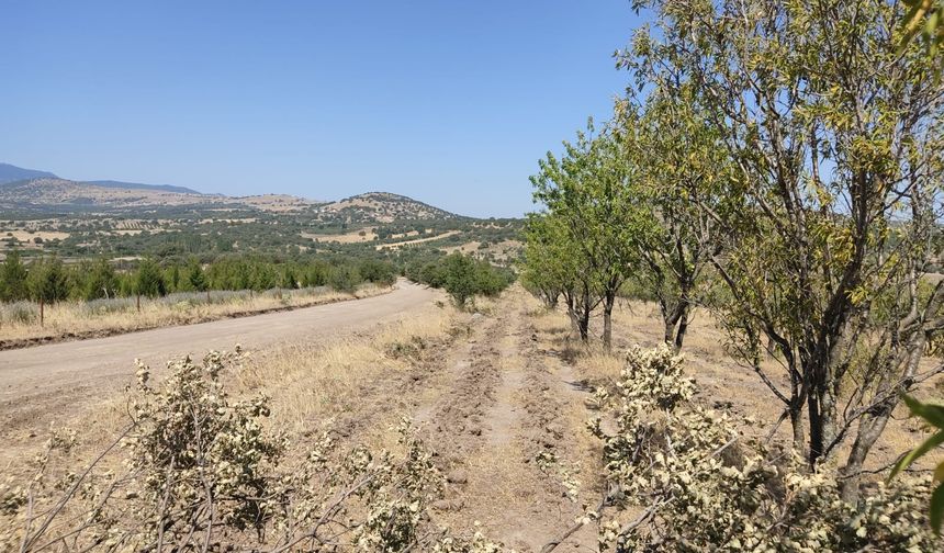 Yunusemre’de özel ağaçlandırma alanlarına bakım