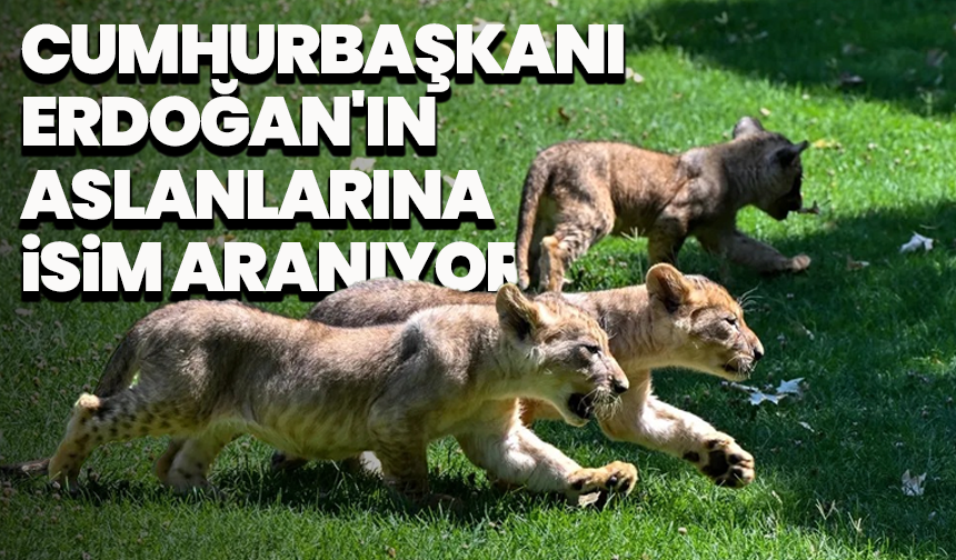 Cumhurbaşkanı Erdoğan’a hediye edilen aslanların yavrularına isim aranıyor