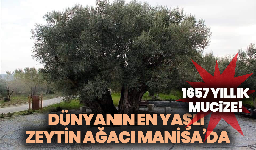 1657 yıllık mucize! Dünyanın en yaşlı zeytin ağacı Manisa’da