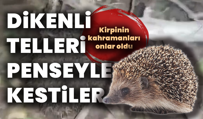 Yürek ısıtan kurtarma: Çocuklar dikenli tellere takılan kirpiyi kurtardı