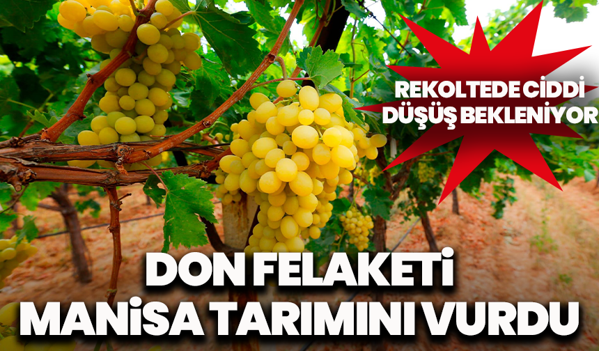 Don felaketi Manisa tarımını vurdu: Rekoltede ciddi düşüş bekleniyor