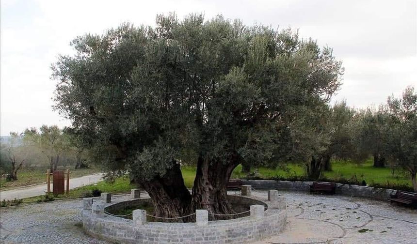 1657 yıllık mucize! Dünyanın en yaşlı zeytin ağacı Manisa’da