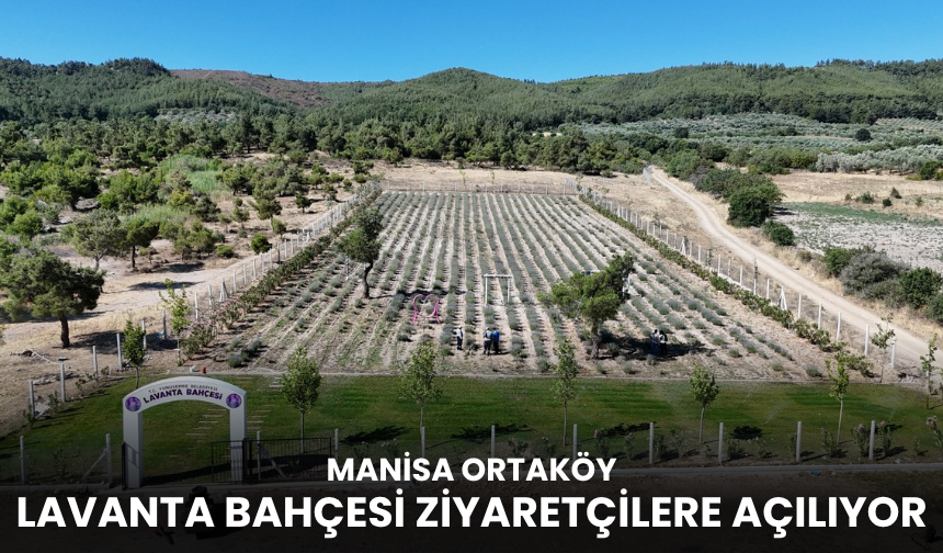 Manisa Ortaköy Lavanta Bahçesi ziyaretçilere açılıyor