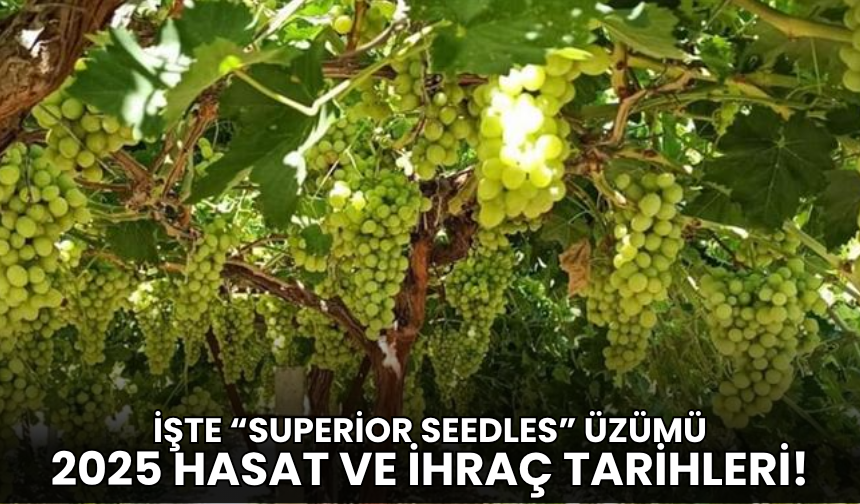 “Superior Seedles” üzümünde hasat ve ihracat tarihleri belirlendi!