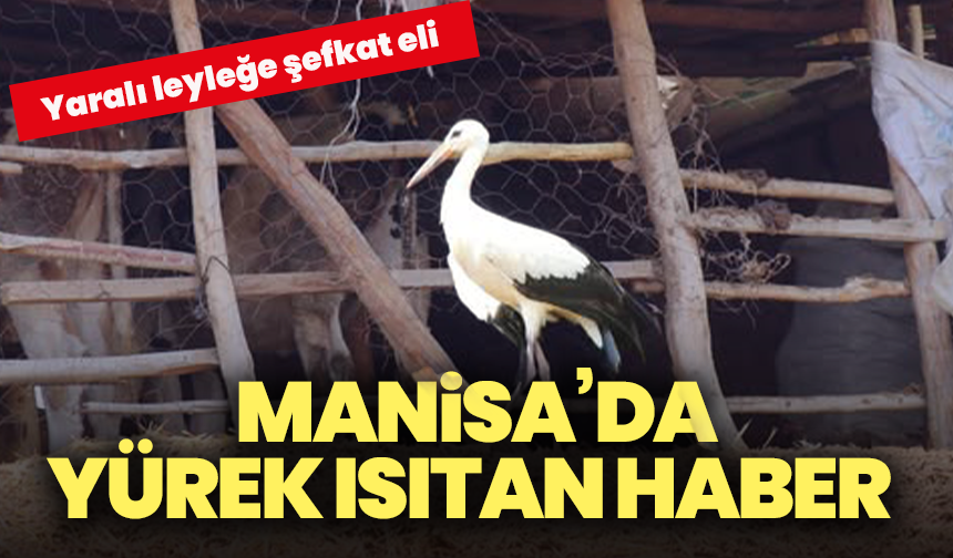Manisa’da yürek ısıtan haber: Yaralı leyleğe şefkat eli
