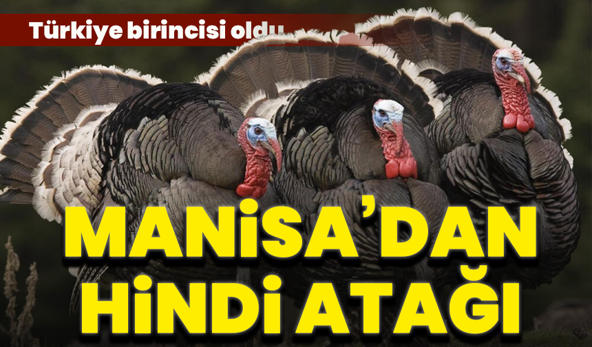 Manisa hindi yetiştiriciliğinde Türkiye’nin lideri oldu