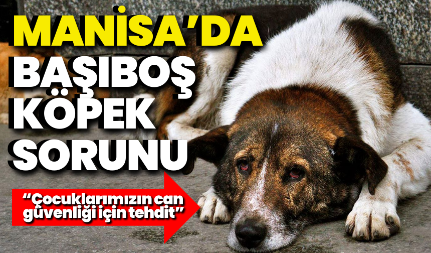 Manisa’da başıboş köpek sorunu: “Çocuklarımızın can güvenliği için tehdit”