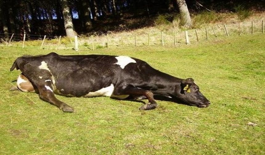 ‘Deli dana’ alarmı! Sakatat tüketimine dikkat edin