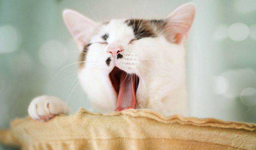 Kediniz çok mu esniyor? Sebebi şaşırtıyor!